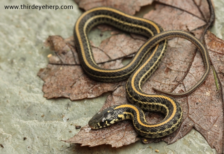 Plains Garter Snake